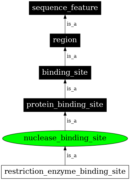 Graph image for SO:0000059