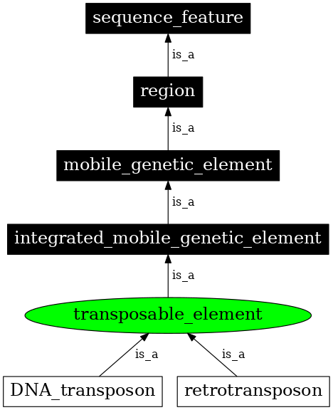 Graph image for SO:0000101