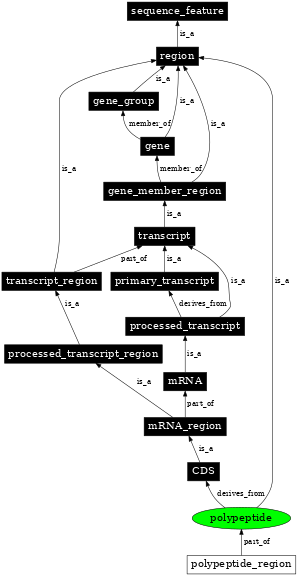 Graph image for SO:0000104