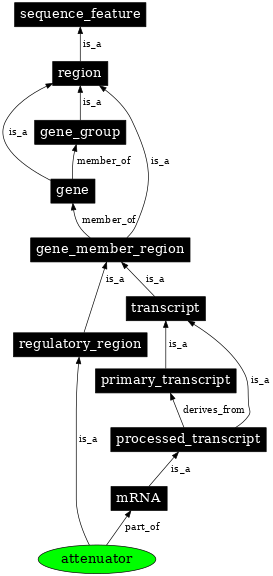 Graph image for SO:0000140