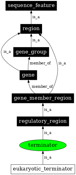 Graph image for SO:0000141