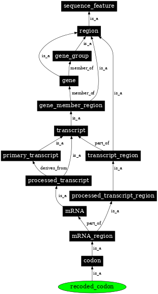 Graph image for SO:0000145