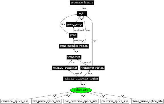 Graph image for SO:0000162