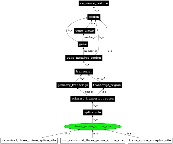 Graph image for SO:0000164