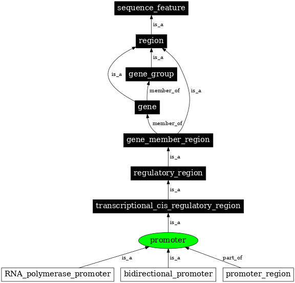 Graph image for SO:0000167