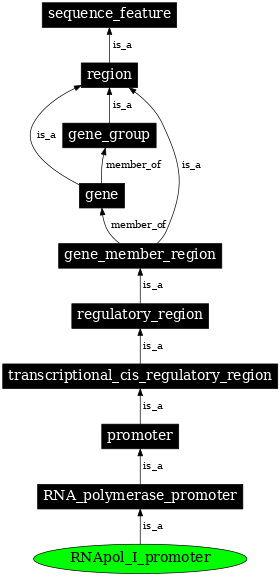 Graph image for SO:0000169