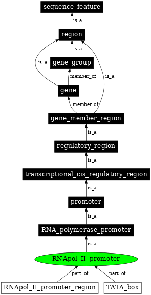 Graph image for SO:0000170