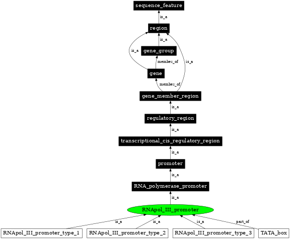 Graph image for SO:0000171