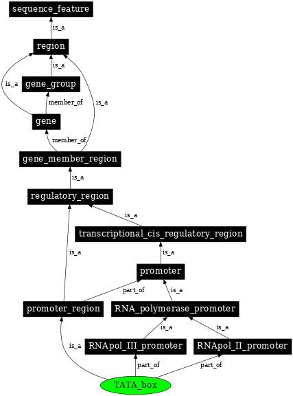 Graph image for SO:0000174