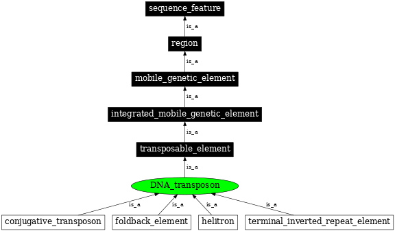 Graph image for SO:0000182