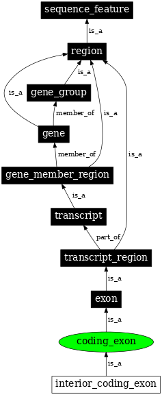 Graph image for SO:0000195