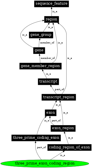 Graph image for SO:0000197