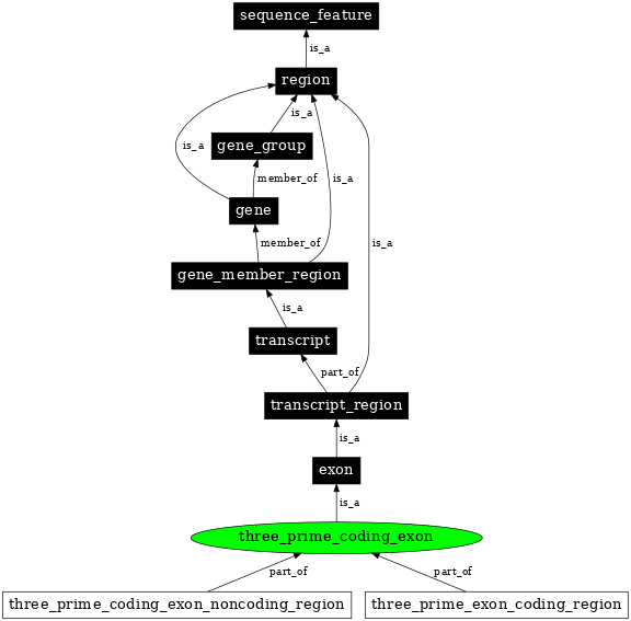 Graph image for SO:0000202