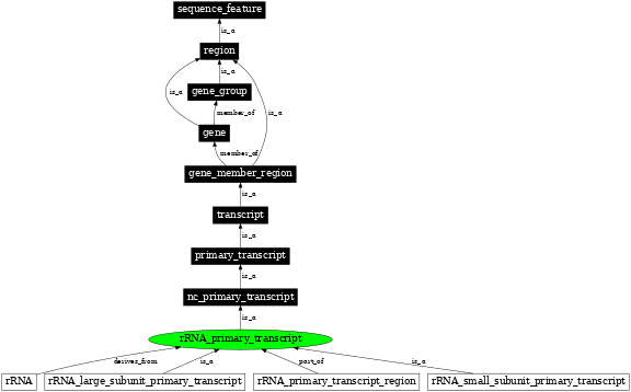 Graph image for SO:0000209