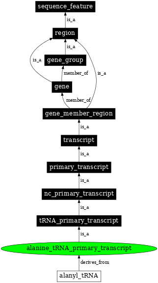 Graph image for SO:0000211