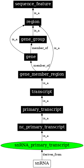 Graph image for SO:0000231