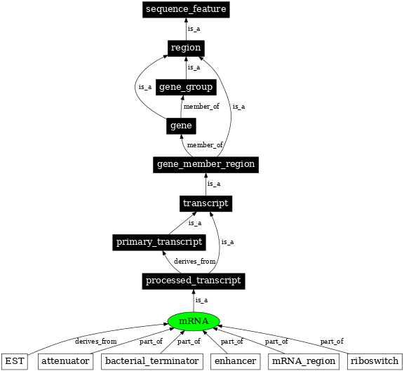 Graph image for SO:0000234