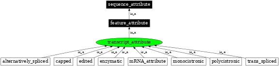 Graph image for SO:0000237