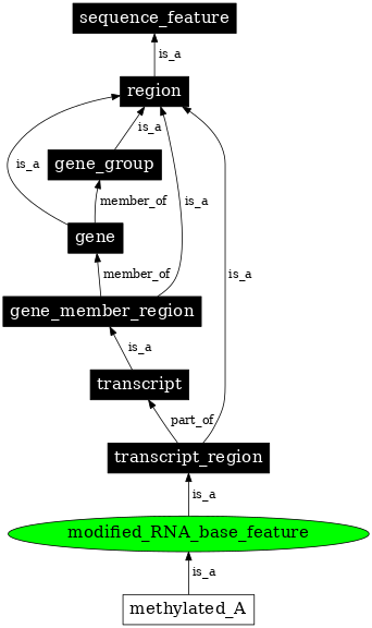 Graph image for SO:0000250