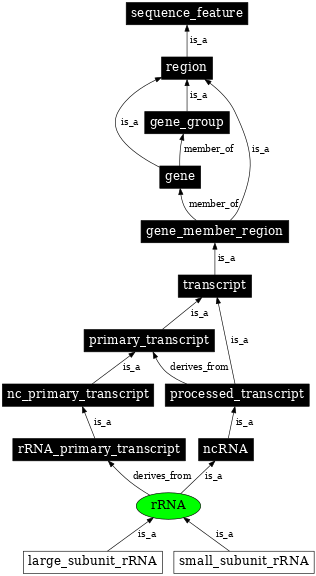 Graph image for SO:0000252