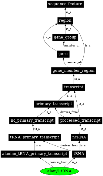 Graph image for SO:0000254