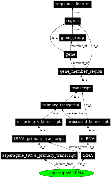Graph image for SO:0000256