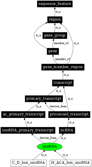 Graph image for SO:0000275