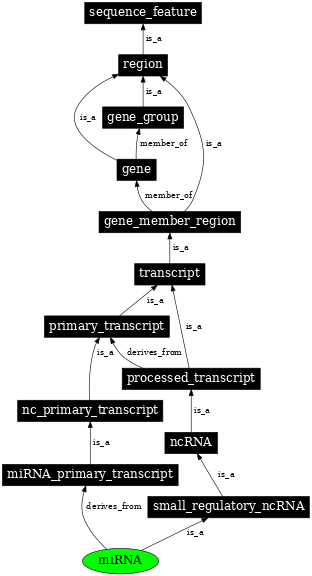 Graph image for SO:0000276