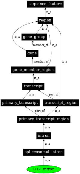 Graph image for SO:0000295