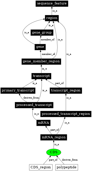 Graph image for SO:0000316