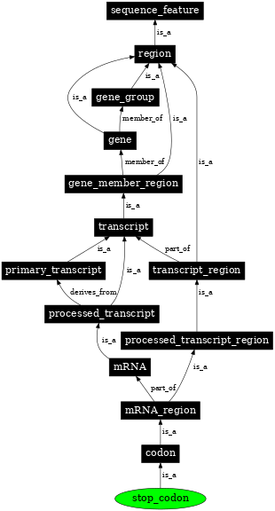 Graph image for SO:0000319