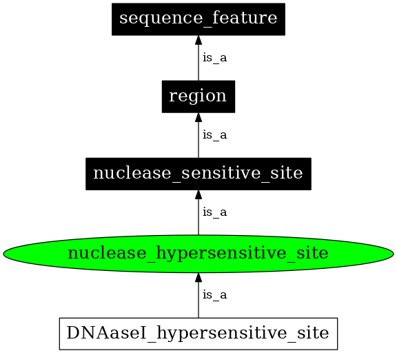 Graph image for SO:0000322