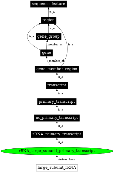 Graph image for SO:0000325