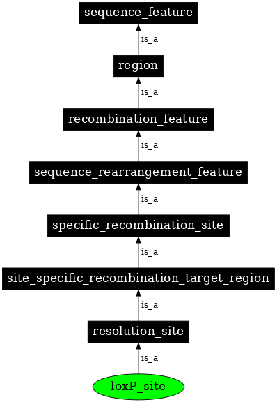 Graph image for SO:0000346