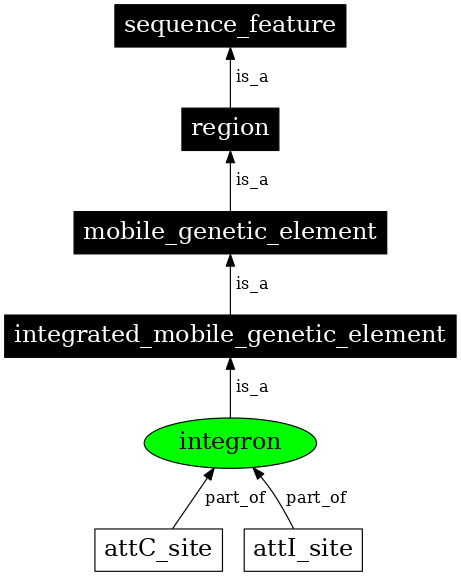 Graph image for SO:0000365