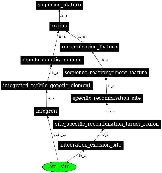 Graph image for SO:0000367