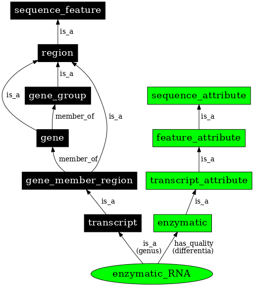 Graph image for SO:0000372