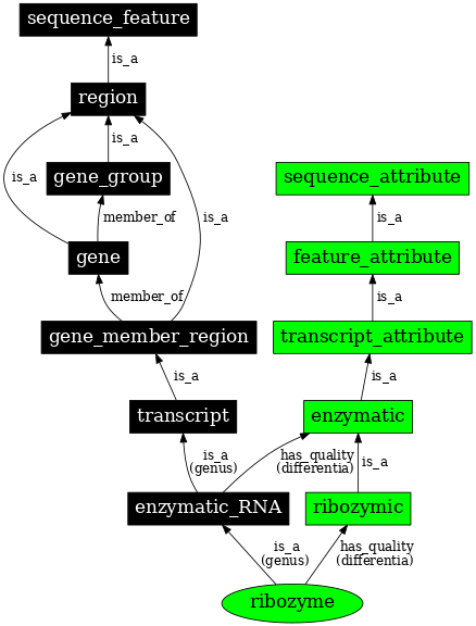 Graph image for SO:0000374