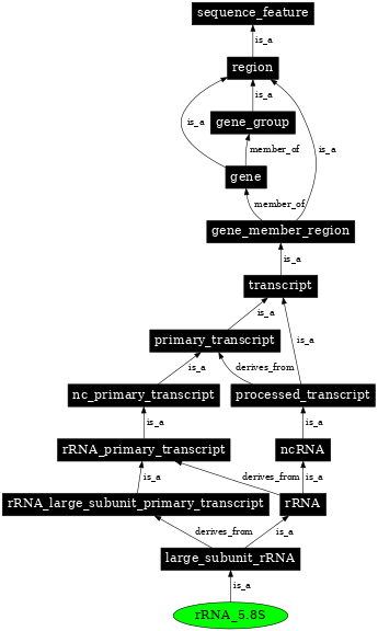 Graph image for SO:0000375