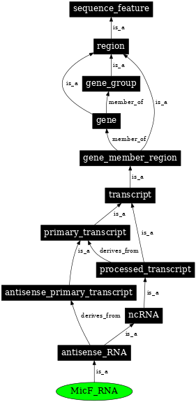 Graph image for SO:0000383