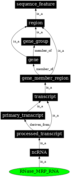 Graph image for SO:0000385