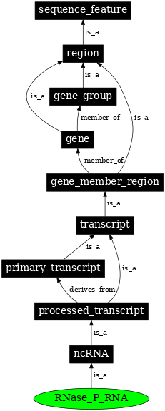 Graph image for SO:0000386