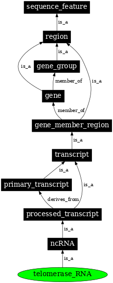 Graph image for SO:0000390