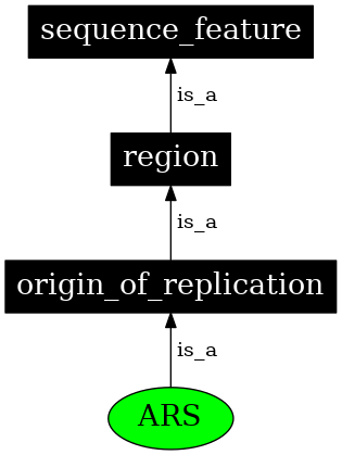 Graph image for SO:0000436