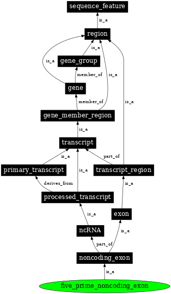 Graph image for SO:0000445