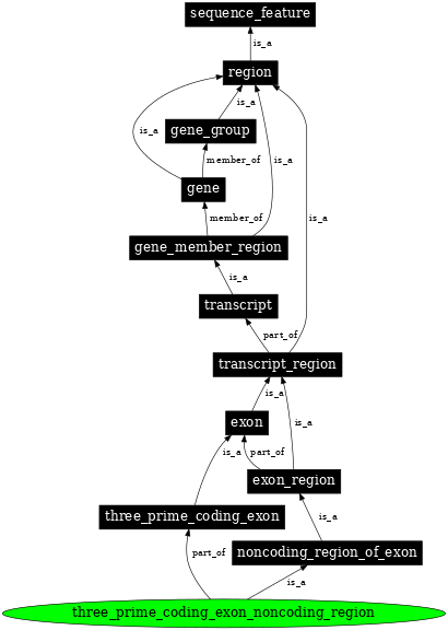 Graph image for SO:0000484