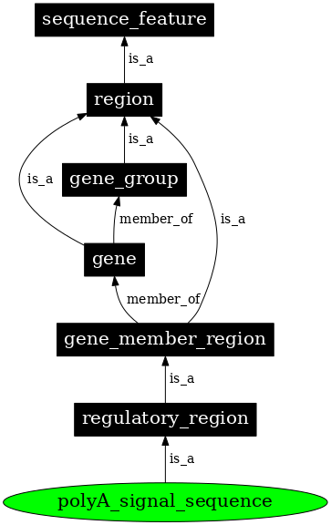 Graph image for SO:0000551