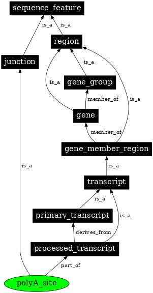 Graph image for SO:0000553