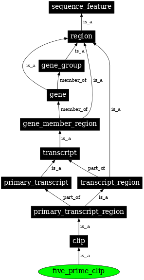 Graph image for SO:0000555
