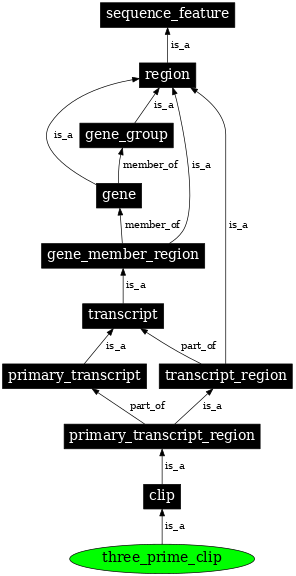 Graph image for SO:0000557